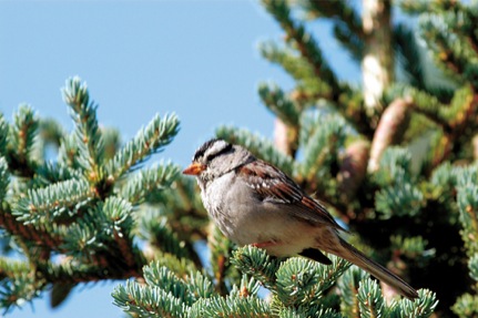 White Crowned Sparrow-Kevin Hamel