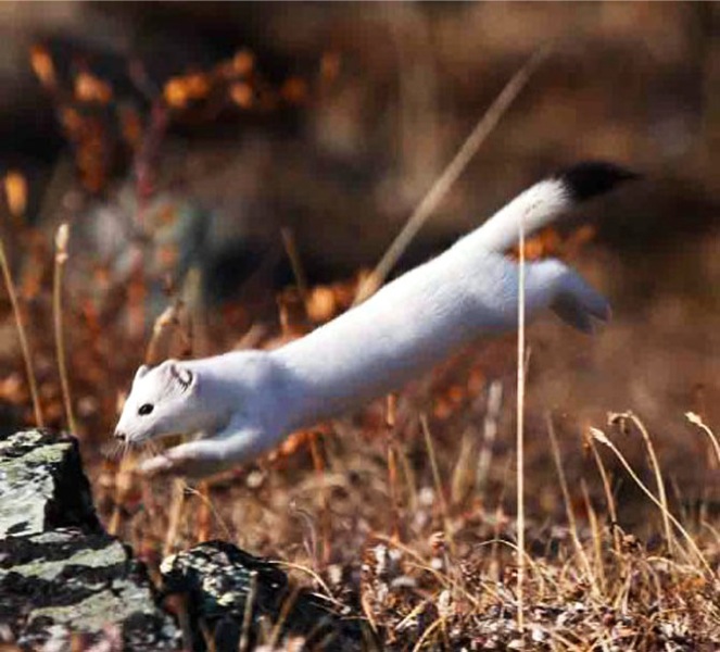 Denali National Park Ermine-Jimmy Tohill