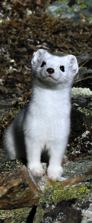 denali park ermine - Jimmy Tohill