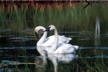 Trumpeter Swan in Alaska-Kevin Hamel