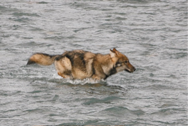 Denali Park Wolf in Toklat River photo Jimmy Tohill