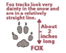 fox-track