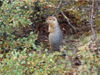 Denali Arctic Ground Squirrel-Mitch Malamud