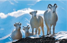Denali Park sheep photo – Jimmy Tohill