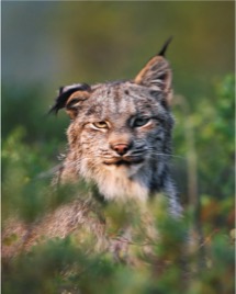 Denali Park alaskan lynx photo by Jimmy Tohill