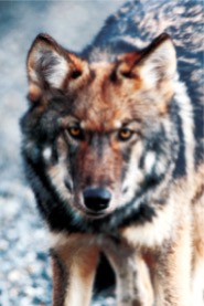 Denali Park alaskan wolf photo by Jimmy Tohill