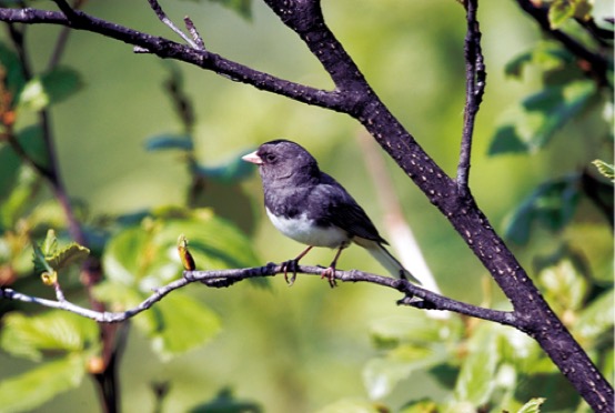 Dark-eyed Junco-Order Passeriformes-Kevin Hamel