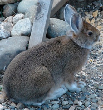 Alaskan Snowshoe Hare-Mitch Malamud