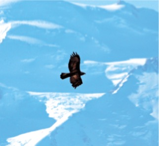 Denali National Park Golden Eagle-Jimmy Tohill